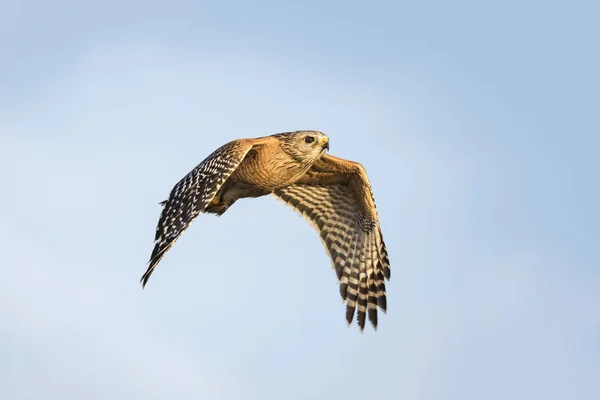 Red-shouldered Hawk in Flight - Florida — Stock Photo, Image