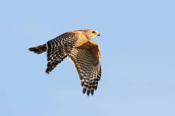 Red-shouldered Hawk in Flight - Florida — Stock Photo, Image