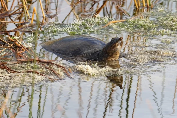 Florida Soft-shelled Turtle sola i ett kärr — Stockfoto