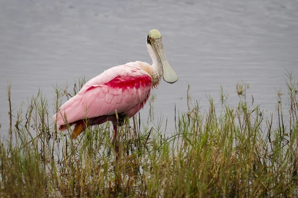 Espátula rosada vadeando en un pantano — Foto de Stock