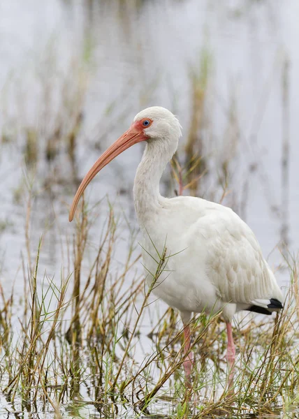 Witte Ibis waden in een ondiepe Marsh — Stockfoto