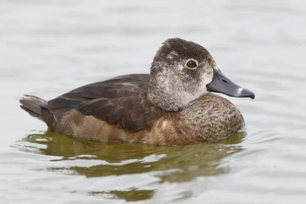 Canard à collier femelle nageant dans un lac de Floride — Photo