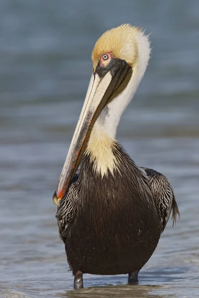 Взрослый коричневый пеликан в размножении — стоковое фото