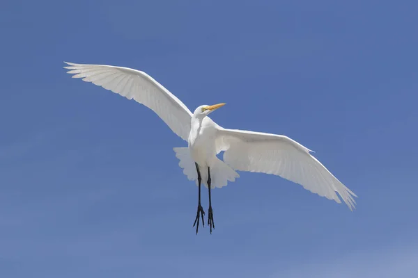Grande Egret em voo - Florida — Fotografia de Stock