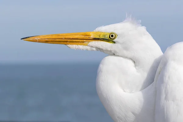 Closeup of Great Egret — Stock Photo, Image