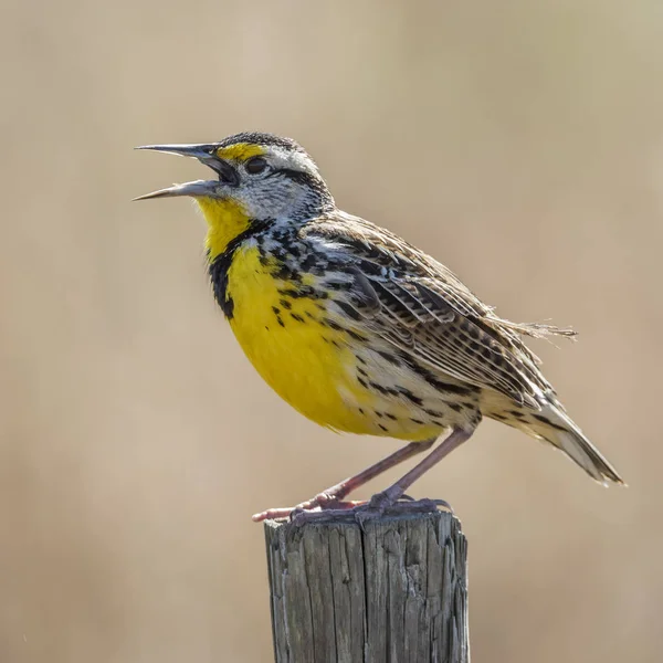 Östliche Feldlerche singt von einem Zaunpfahl - florida — Stockfoto