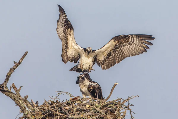 Male Osprey Joining His Mate at Their Nest - Florida — Stock Photo, Image