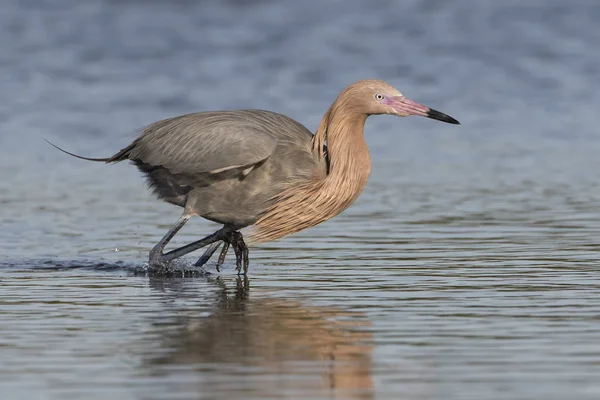 Bir balık takip kırmızımsı ak balıkçıl