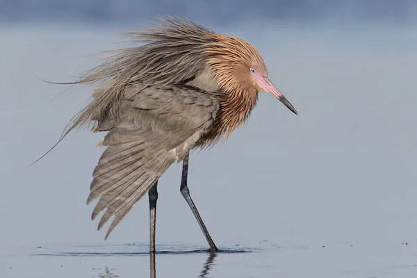 Načervenalé Egret rozšíření křídlo - Florida — Stock fotografie