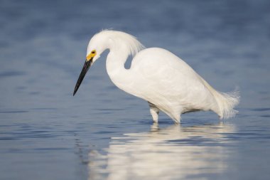 Snowy balıkçıl gelgit bir lagün - Florida yiyecek arama
