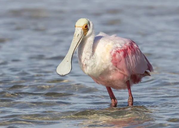 Rosenlöffel watet in einer Lagune von Florida — Stockfoto