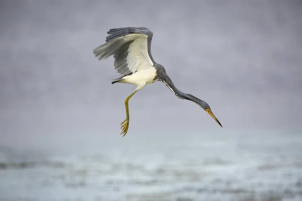 Tricolored Heron Hovering in Search of a Fish — Stock Photo, Image