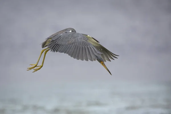 Garza tricolor flotando en busca de un pez — Foto de Stock