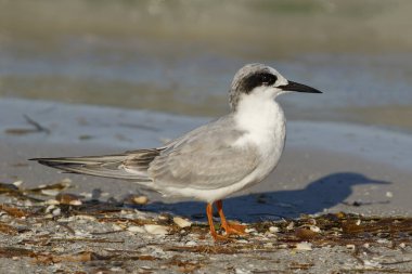 Forster's Tern olmayan üreme tüyleri içinde - Florida