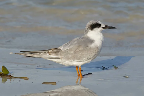 Tern de Forster em plumagem não reprodutiva - Florida — Fotografia de Stock