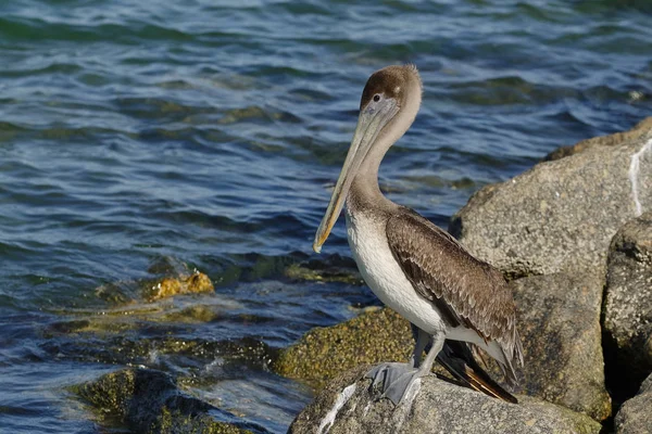 Pélican brun immature perché sur un rocher - Floride — Photo