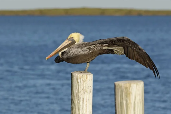 Bruine pelikaan stretching een vleugel en been-Florida — Stockfoto