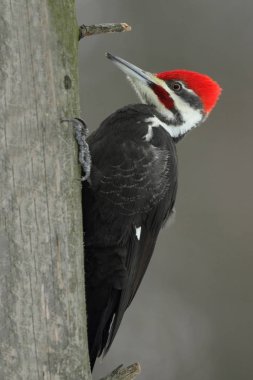 Erkek Pileated ağaçkakan