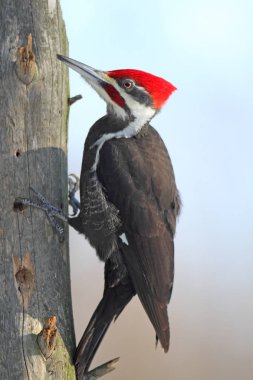 Erkek Pileated ağaçkakan