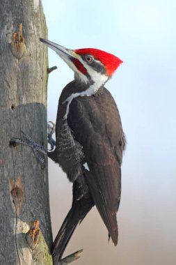 Male Pileated Woodpecker clipart