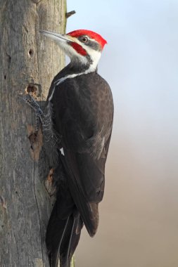 Erkek Pileated ağaçkakan