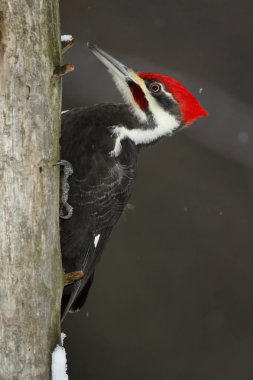 Erkek Pileated ağaçkakan