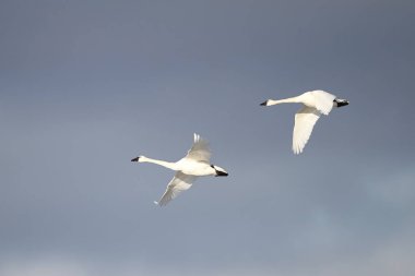 Baharda geçirme tundra Kuğu