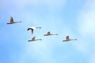 Baharda geçirme tundra kuğu (Cygnus columbianus)