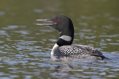 Ortak Loon arama eşi için