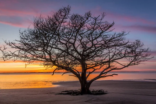 Live Oak δέντρο μεγαλώνει πάνω σε μια παραλία γεωργία στο ηλιοβασίλεμα — Φωτογραφία Αρχείου