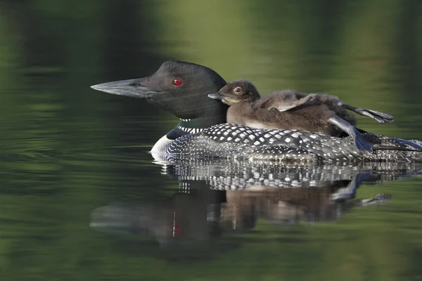 Loon comum (Gavia immer) com seu Chick Riding em suas costas — Fotografia de Stock