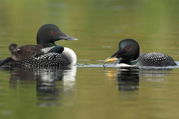 Common Loon Feeding its Baby on the Other Parent's Back — Stock Photo, Image