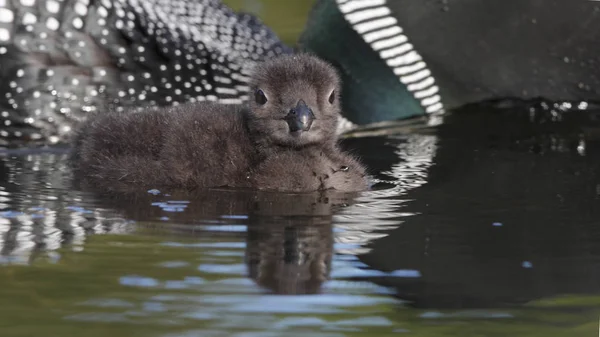 Baby Svartnäbbad islom (Gavia immer) - Ontario, Kanada — Stockfoto