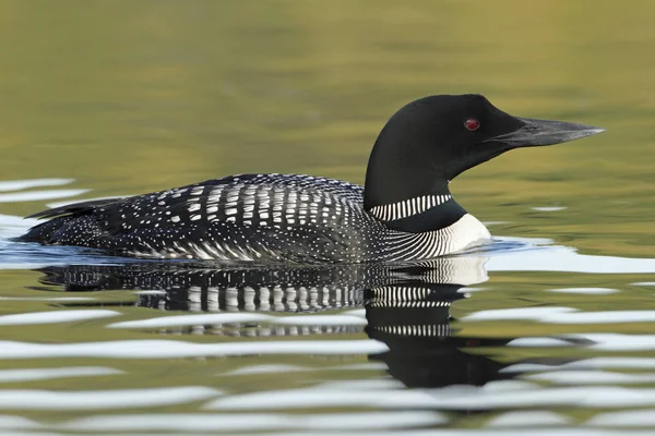 Loon comum - Haliburton, Ontário — Fotografia de Stock