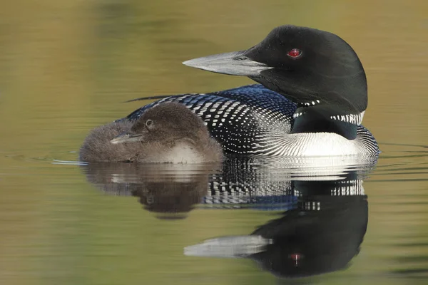Common Loon (Gavia immer) and Chick — Stock Photo, Image