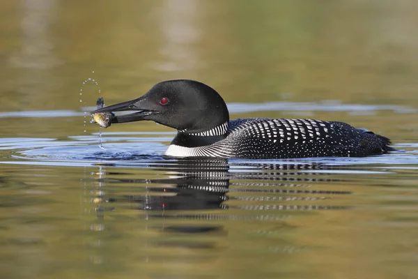 Common Loon Catching a Pumpkinseed Sunfish — Stock Photo, Image