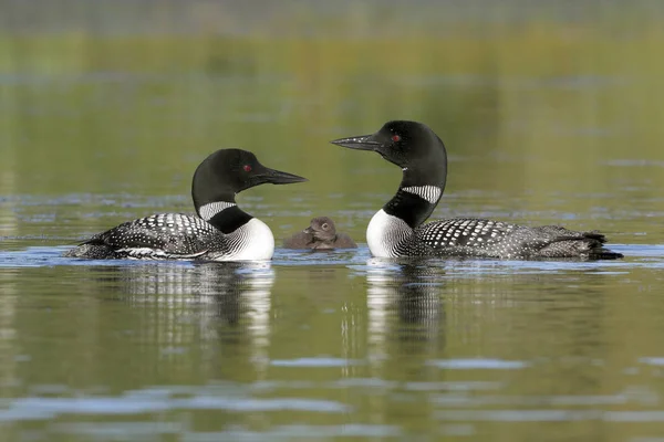 Pair of Common Loons Keeping Watch Over Their Baby — Stock Photo, Image