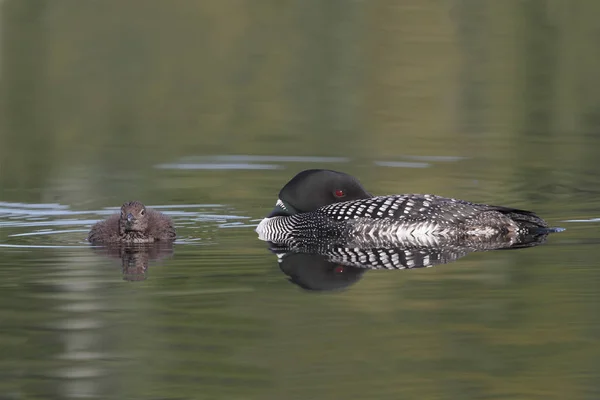 Loon comum descansando ao lado de seu bebê — Fotografia de Stock