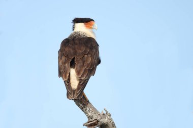 Adult Crested Caracara Perched on a Dead Branch clipart
