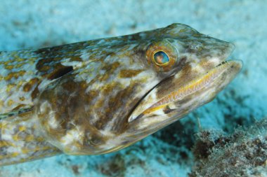 Dalgıç - Bonaire kum