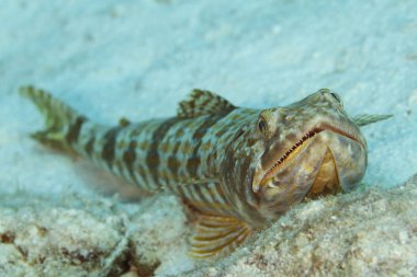 Dalgıç - Bonaire kum