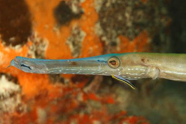 Yellownose bir Trumpetfish - Bonaire temizlik kaya balığı