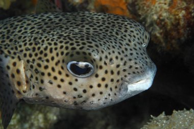 Bir Porcupinefish closeup
