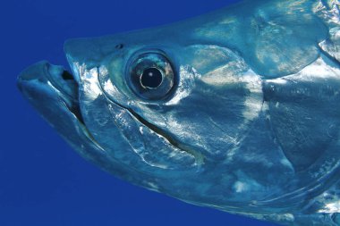 Closeup of Tarpon - Bonaire clipart