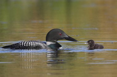 Common Loon Baby and Parent clipart