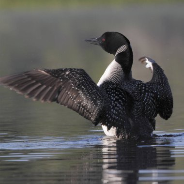 Ortak Loon kuru onları kanatlarını çırparak 