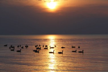 Kanada kazlar batımında Huron Gölü üzerinde sürüsü