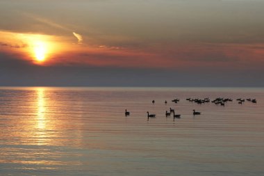 Kanada kazlar batımında Huron Gölü üzerinde sürüsü