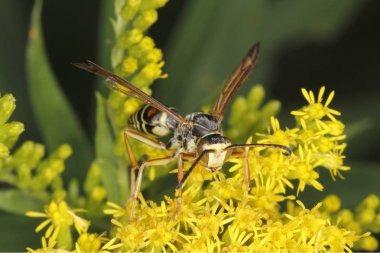 Altın Başak üzerinde eşek arısı closeup