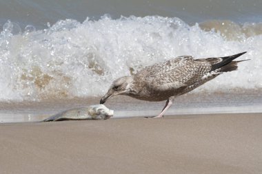 Immature Herring Gull Feeding on a Washed Up Carp clipart